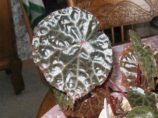 B. ‘George Fewkes’